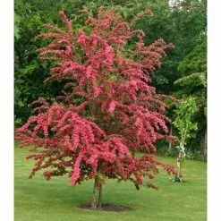 Crataegus Laevigata 'Pauls Scarlet' | Hawthorn Tree | 9L Pot | 120-150cm -All Plants Sales Store TR01399L add image 3 bb63