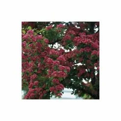Crataegus Laevigata 'Pauls Scarlet' | Hawthorn Tree | 9L Pot | 120-150cm -All Plants Sales Store TR01399L add image 4 c9c2