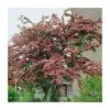 Crataegus Laevigata 'Pauls Scarlet' | Hawthorn Tree | 9L Pot | 120-150cm 2 Crataegus Laevigata 'Pauls Scarlet' | Hawthorn Tree | 9L Pot | 120-150cm -All Plants Sales Store TR01399L main image 3a55