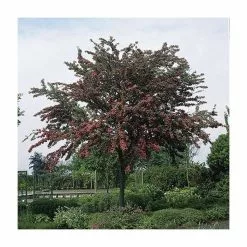 Crataegus Laevigata 'Pauls Scarlet' | Hawthorn Tree | Bare Root | 120-150cm 10 Crataegus Laevigata 'Pauls Scarlet' | Hawthorn Tree | Bare Root | 120-150cm -All Plants Sales Store TR0139BR add image 1 29ba