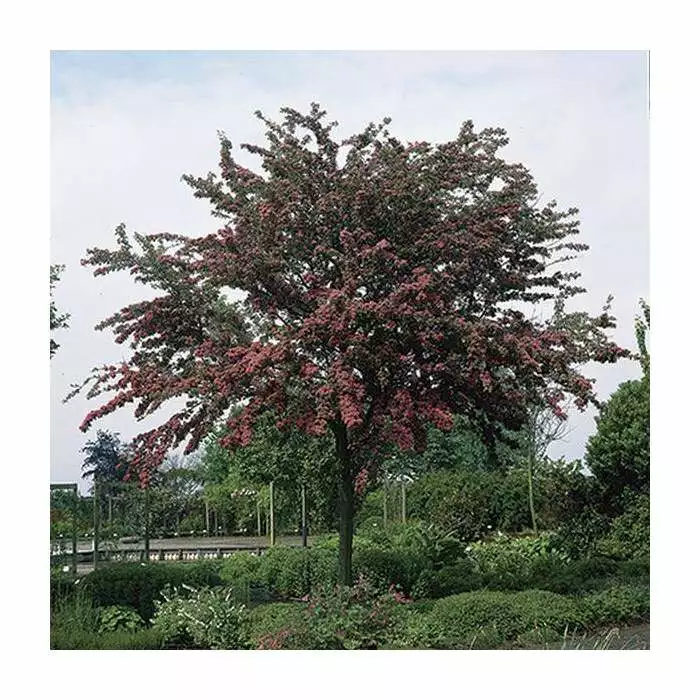 Crataegus Laevigata 'Pauls Scarlet' | Hawthorn Tree | Bare Root | 120-150cm 5 Crataegus Laevigata 'Pauls Scarlet' | Hawthorn Tree | Bare Root | 120-150cm - Image 3