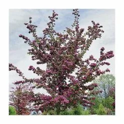 Crataegus Laevigata 'Pauls Scarlet' | Hawthorn Tree | Bare Root | 120-150cm 11 Crataegus Laevigata 'Pauls Scarlet' | Hawthorn Tree | Bare Root | 120-150cm -All Plants Sales Store TR0139BR add image 2 31ec
