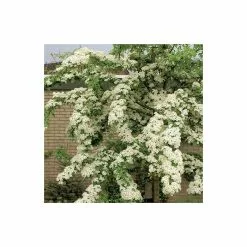 Crataegus Laevigata 'Plena' | Hawthorn Tree | 9L Pot | 120-150cm 9 Crataegus Laevigata 'Plena' | Hawthorn Tree | 9L Pot | 120-150cm -All Plants Sales Store TR0140 add image 1 c41e