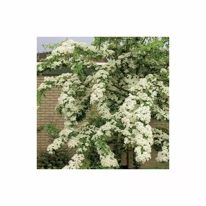 Crataegus Laevigata 'Plena' | Hawthorn Tree | 9L Pot | 120-150cm 5 Crataegus Laevigata 'Plena' | Hawthorn Tree | 9L Pot | 120-150cm - Image 3