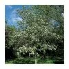 Crataegus Laevigata 'Plena' | Hawthorn Tree | 9L Pot | 120-150cm 1 Crataegus Laevigata 'Plena' | Hawthorn Tree | 9L Pot | 120-150cm -All Plants Sales Store TR0140 main image 14a5