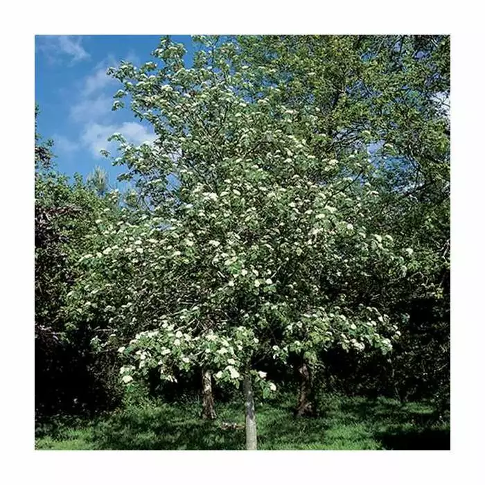 Crataegus Laevigata 'Plena' | Hawthorn Tree | 9L Pot | 120-150cm 3 Crataegus Laevigata 'Plena' | Hawthorn Tree | 9L Pot | 120-150cm
