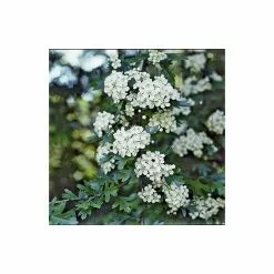 Crataegus × Lavalleei 'Carrierei' | Hawthorn Tree | 9L Pot | 120-150cm -All Plants Sales Store TR0142 add image 3 8e51