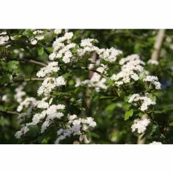 Crataegus × Lavalleei 'Carrierei' | Hawthorn Tree | 9L Pot | 120-150cm -All Plants Sales Store TR0142 add image 4 91a2