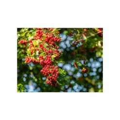 Crataegus × Lavalleei 'Carrierei' | Hawthorn Tree | 9L Pot | 120-150cm -All Plants Sales Store TR0142 add image 5 44ed