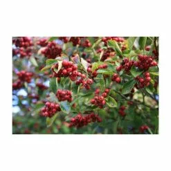 Crataegus Persimilis 'Prunifolia' | Broad-leaved Cockspur Hawthorn Tree | 9L Pot | 120-150cm