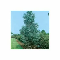Eucalyptus Gunnii | Cider Gum Tree | 9L Pot | 120-150cm -All Plants Sales Store TR0145 add image 1 2ed1