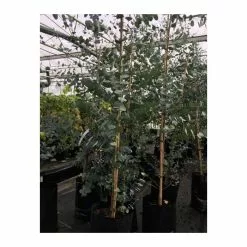 Eucalyptus Gunnii | Cider Gum Tree | 9L Pot | 120-150cm -All Plants Sales Store TR0145 add image 2 b5e1