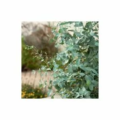 Eucalyptus Gunnii | Cider Gum Tree | 9L Pot | 120-150cm -All Plants Sales Store TR0145 add image 3 1539