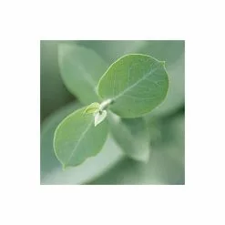 Eucalyptus Gunnii | Cider Gum Tree | 9L Pot | 120-150cm -All Plants Sales Store TR0145 add image 4 f7ba