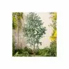 Eucalyptus Gunnii | Cider Gum Tree | 9L Pot | 120-150cm 1 Eucalyptus Gunnii | Cider Gum Tree | 9L Pot | 120-150cm -All Plants Sales Store TR0145 main image 8f50