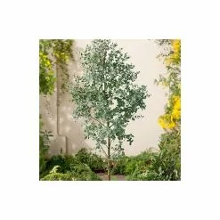 Eucalyptus Gunnii | Cider Gum Tree | 9L Pot | 120-150cm
