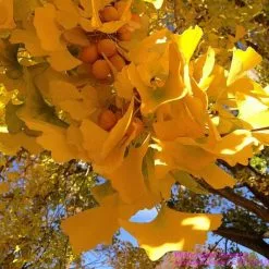 Ginkgo Biloba Tree | 9L Pot | 120-150cm -All Plants Sales Store TR0147 add image 2 b913