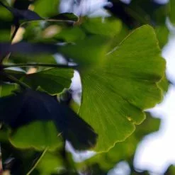 Ginkgo Biloba Tree | 9L Pot | 120-150cm -All Plants Sales Store TR0147 add image 3 7be3