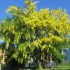Laburnum × Watereri 'Vossii' | Golden Chain Tree | 9L Pot | 120-150cm -All Plants Sales Store TR01499L main image 8452