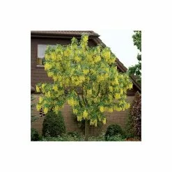 Laburnum × Watereri 'Vossii' | Golden Chain Tree | Bare Root | 120-150cm 10 Laburnum × Watereri 'Vossii' | Golden Chain Tree | Bare Root | 120-150cm -All Plants Sales Store TR0149BR add image 1 6d1b