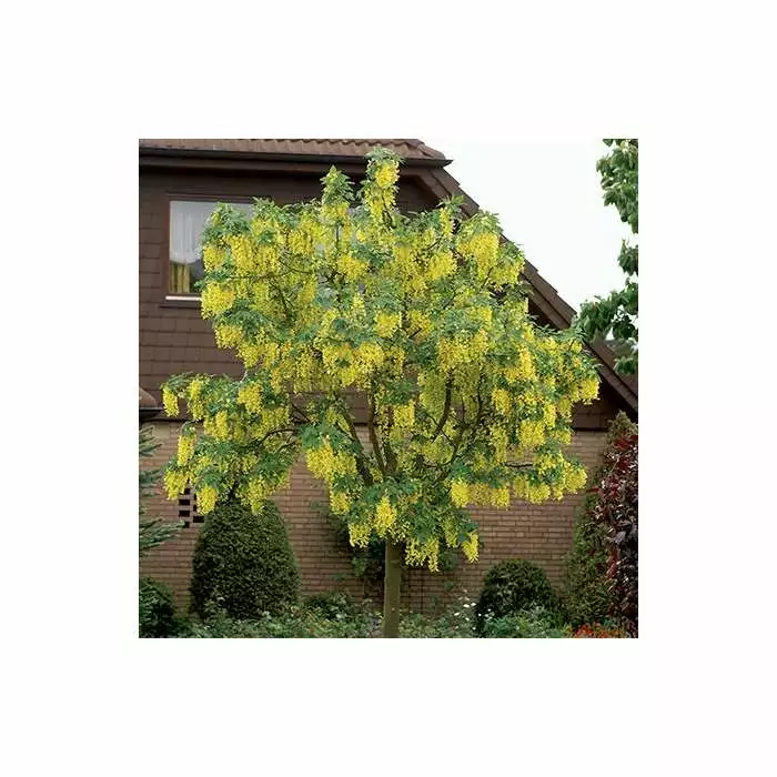 Laburnum × Watereri 'Vossii' | Golden Chain Tree | Bare Root | 120-150cm 5 Laburnum × Watereri 'Vossii' | Golden Chain Tree | Bare Root | 120-150cm - Image 3