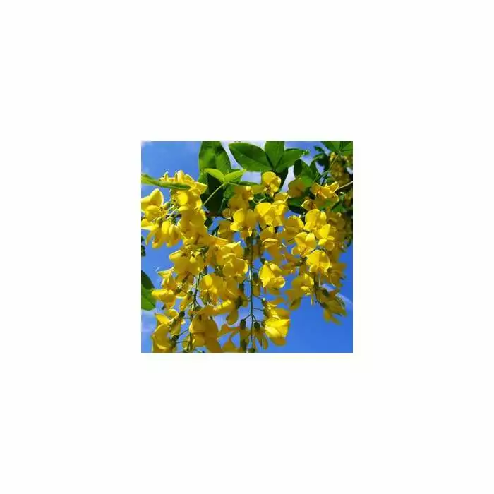 Laburnum × Watereri 'Vossii' | Golden Chain Tree | Bare Root | 120-150cm 6 Laburnum × Watereri 'Vossii' | Golden Chain Tree | Bare Root | 120-150cm - Image 4