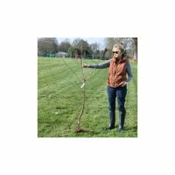 Laburnum × Watereri 'Vossii' | Golden Chain Tree | Bare Root | 120-150cm 12 Laburnum × Watereri 'Vossii' | Golden Chain Tree | Bare Root | 120-150cm -All Plants Sales Store TR0149BR add image 3 1b58