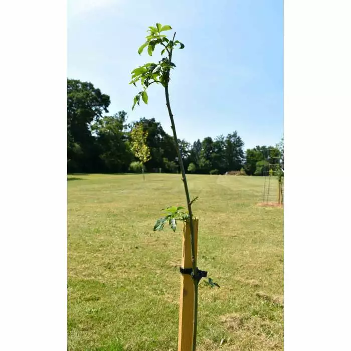 Laburnum × Watereri 'Vossii' | Golden Chain Tree | Bare Root | 120-150cm 8 Laburnum × Watereri 'Vossii' | Golden Chain Tree | Bare Root | 120-150cm - Image 6