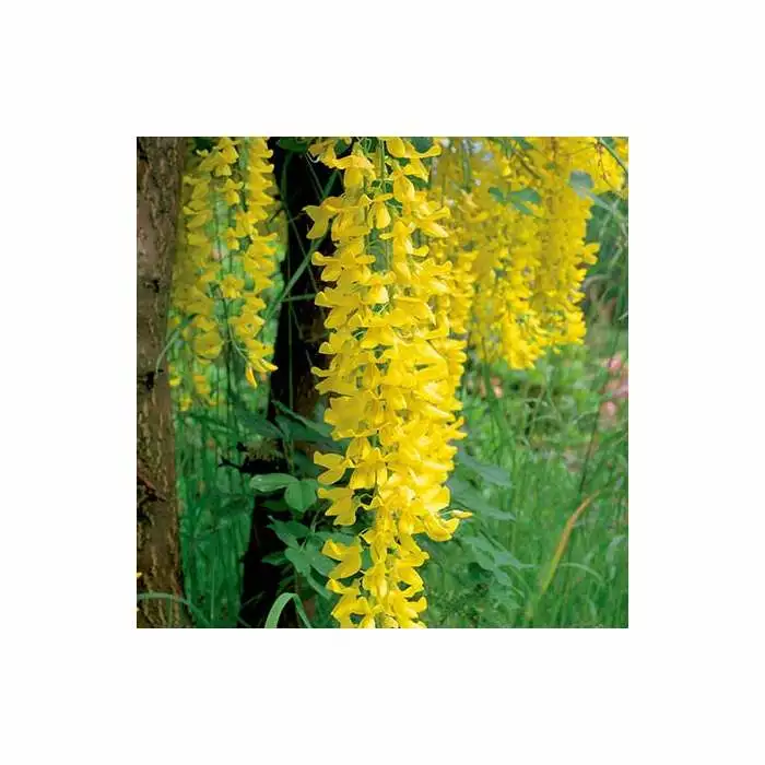 Laburnum × Watereri 'Vossii' | Golden Chain Tree | Bare Root | 120-150cm 4 Laburnum × Watereri 'Vossii' | Golden Chain Tree | Bare Root | 120-150cm - Image 2