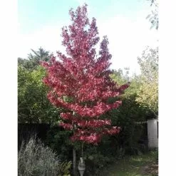Liquidambar Styraciflua | Sweet Gum Tree | 9L Pot | 120-150cm -All Plants Sales Store TR0150 add image 1 1adf