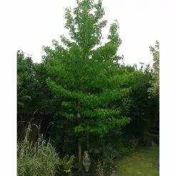 Liquidambar Styraciflua | Sweet Gum Tree | 9L Pot | 120-150cm -All Plants Sales Store TR0150 add image 2 5caa