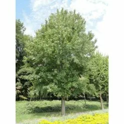 Liquidambar Styraciflua | Sweet Gum Tree | 9L Pot | 120-150cm -All Plants Sales Store TR0150 add image 4 bf5d