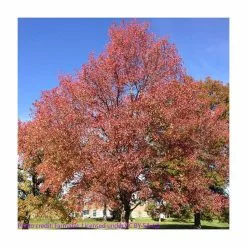 Liquidambar Styraciflua | Sweet Gum Tree | 9L Pot | 120-150cm -All Plants Sales Store TR0150 add image 5 3d21