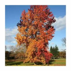 Liquidambar Styraciflua | Sweet Gum Tree | 9L Pot | 120-150cm