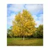 Liriodendron Tulipifera | Tulip Tree | 9L Pot | 120-150cm -All Plants Sales Store TR0152 main image 3e1b