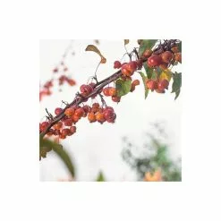Malus 'Evereste' | Crab Apple Tree | 9L Pot | 120 -150cm 9 Malus 'Evereste' | Crab Apple Tree | 9L Pot | 120 -150cm -All Plants Sales Store TR01549L add image 2 8815
