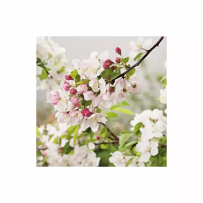Malus 'Evereste' | Crab Apple Tree | 9L Pot | 120 -150cm 6 Malus 'Evereste' | Crab Apple Tree | 9L Pot | 120 -150cm - Image 4