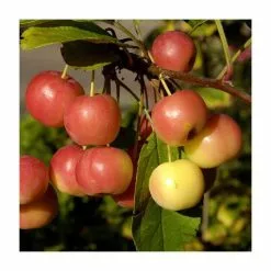 Malus 'Evereste' | Crab Apple Tree | 9L Pot | 120 -150cm 11 Malus 'Evereste' | Crab Apple Tree | 9L Pot | 120 -150cm -All Plants Sales Store TR01549L add image 5 8a11