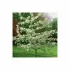 Malus 'Evereste' | Crab Apple Tree | 9L Pot | 120 -150cm -All Plants Sales Store TR01549L main image cff8
