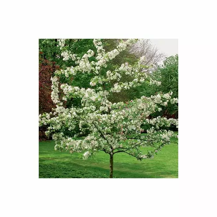 Malus 'Evereste' | Crab Apple Tree | 9L Pot | 120 -150cm 3 Malus 'Evereste' | Crab Apple Tree | 9L Pot | 120 -150cm