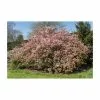 Malus × Floribunda | Crab Apple Tree | 9L Pot | 120-150cm 1 Malus × Floribunda | Crab Apple Tree | 9L Pot | 120-150cm -All Plants Sales Store TR01559L add image 5 5451