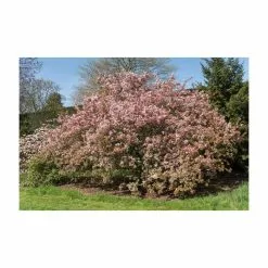 Malus × Floribunda | Crab Apple Tree | 9L Pot | 120-150cm