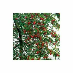 Malus X Atrosanguinea 'Gorgeous' | Crab Apple Tree | 9L Pot | 120-150cm -All Plants Sales Store TR01569L add image 1 6a9d