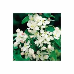 Malus X Atrosanguinea 'Gorgeous' | Crab Apple Tree | 9L Pot | 120-150cm -All Plants Sales Store TR01569L add image 2 d781