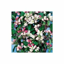 Malus X Atrosanguinea 'Gorgeous' | Crab Apple Tree | 9L Pot | 120-150cm