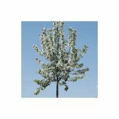 Malus 'John Downie' | Crab Apple Tree | 9L Pot | 120-150cm
