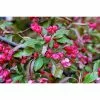Malus X Moerlandsii 'Profusion' | Crab Apple Tree | 9L Pot | 120-150cm -All Plants Sales Store TR01599L add image 2 5431
