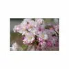 Malus 'Pink Perfection' | Crab Apple Tree | Bare Root | 120-150cm 1 Malus 'Pink Perfection' | Crab Apple Tree | Bare Root | 120-150cm -All Plants Sales Store TR0161BR rollover image ad65