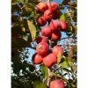 Malus X Purpurea 'Neville Copeman' | Crab Apple Tree | Bare Root | 120-150cm 1 Malus X Purpurea 'Neville Copeman' | Crab Apple Tree | Bare Root | 120-150cm -All Plants Sales Store TR0162BR add image 2 9125