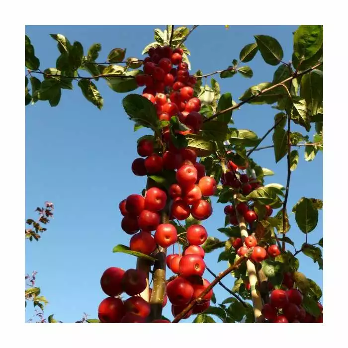 Malus X Robusta 'Red Sentinel' | Crab Apple Tree | 9L Pot | 120-150cm 4 Malus X Robusta 'Red Sentinel' | Crab Apple Tree | 9L Pot | 120-150cm - Image 2